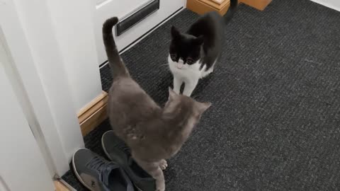 Cat Stands Up to Bully Cat