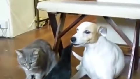 a Bird feeding both the cat and the dog