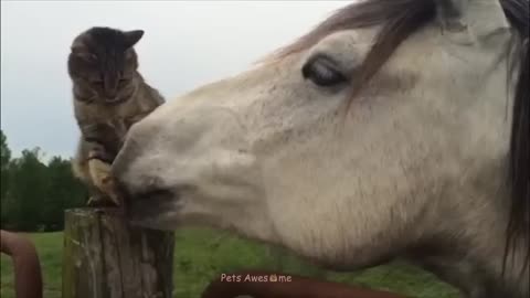 funny animal videos