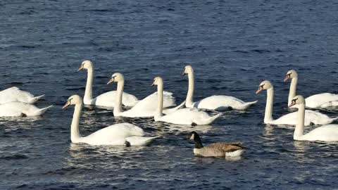 Swan by the lake