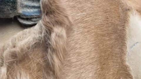 Satisfying Clipping of Thick Horse Coat