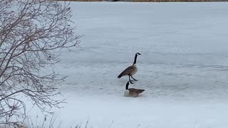Nature and bird: Embracing winter, goose mates living life on ice