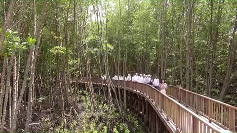 G20 Leaders visit Mangrove forest in Indonesia