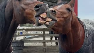 Horses Share Toothy Kiss