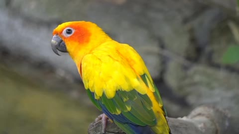 Parrot sitting on tree