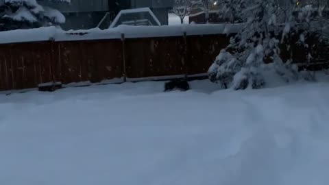 Onyx the Malamute Loves Being Derpy in Two Feet of Snow