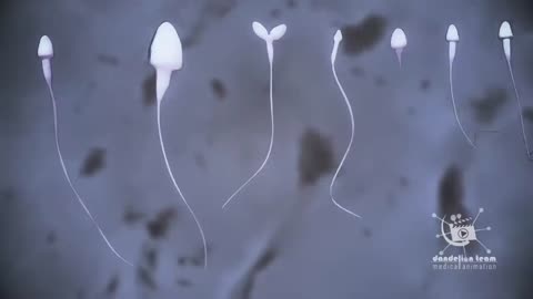 What Is Sperm?What is sperm made of? medical animation #sperm #fertilization