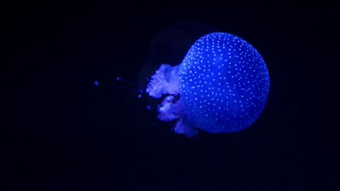 A Jellyfish Glowing In Dark Water