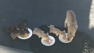 Baby Kittens First Time Eating Food Momma Cat Watches