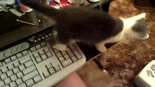 Buddy The Kitten Falling Off The Desk While Playing With String