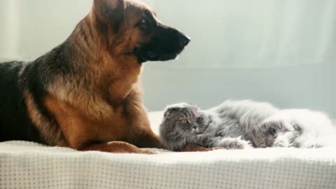 german shepherd dog and gray cat