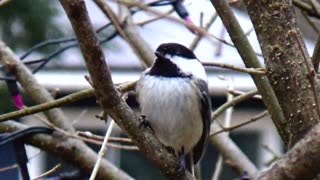 Chickadee