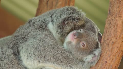 There's something amazing about this koala joey! | Australia Zoo Life