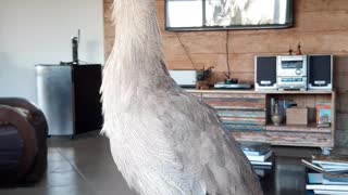 Siriema Sissi the Bird Sings When Owner Asks