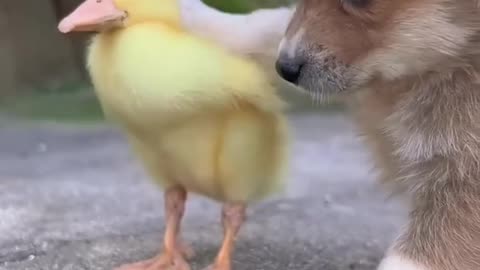 Friendship / puppy and duckling . A beautiful moment