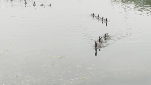 Geese in rows coming from the lake