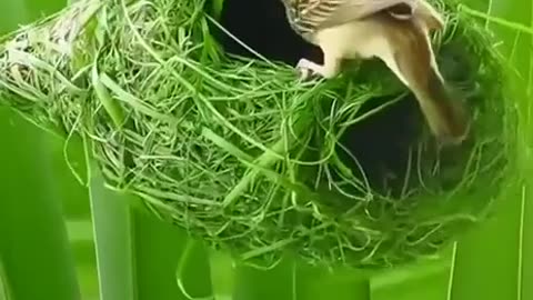 A ‘NATURE SCHOOLED’ ARCHITECT BUILDING A BEAUTIFUL NEST TO PROTECT HIS FAMILY