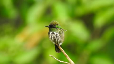 Festive Coquette - Topetinho-verde