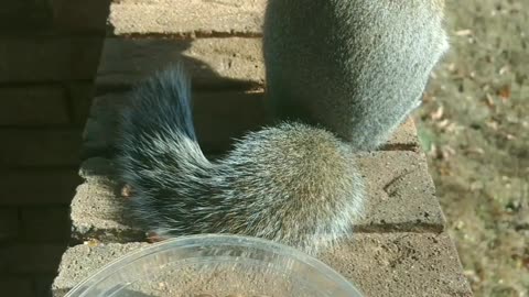 Mika The Squirrel came to me for her lunch peanuts🐿️🥰.