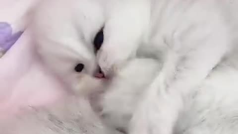 Aww Cute Baby Cat Video Funny