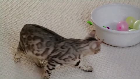 Bengal Kittens Playing With Balloons StayHome