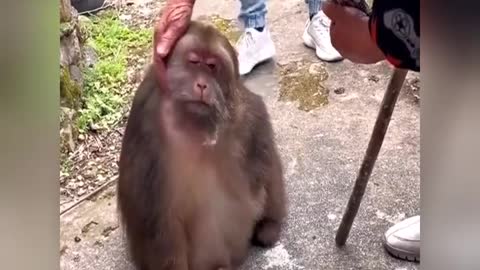 A docile one-armed monkey