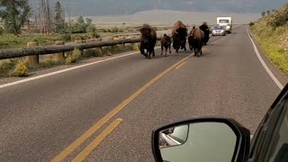 Bustling Bison Family Charges Down Road