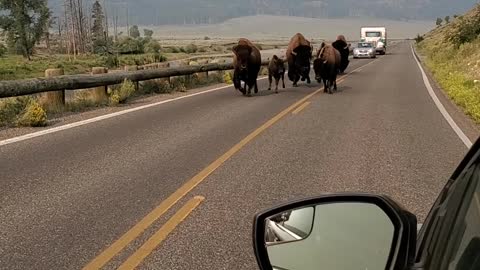 Bustling Bison Family Charges Down Road