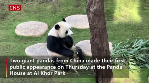 Chinese giant pandas meet the public ahead of World Cup in Qatar