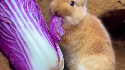 The little rabbit is eating cabbage, it's sweet and cute.