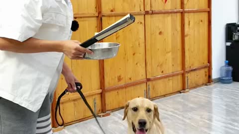 #Labrador jacky is a good reader and a quick learner.