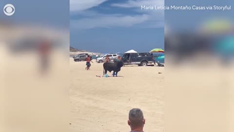 Woman was attacked by bull on Mexico beach after ignoring warnings