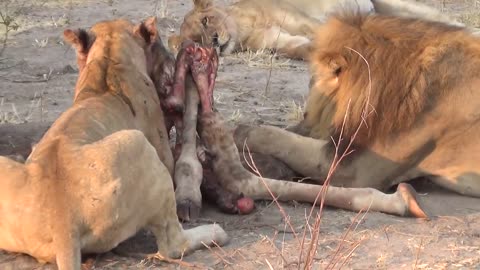 LIONS VS HYENAS - Clash of Enemies