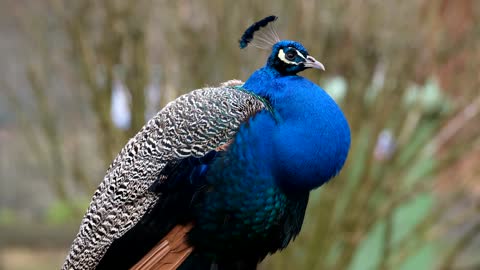 Beautiful Peacock 😍 Pet's Video