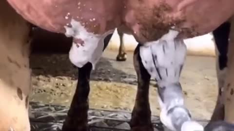 How to milk a cow