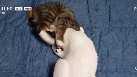 fight cat
