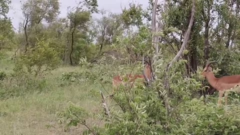 Impala Rams Fighting Animal funny videos