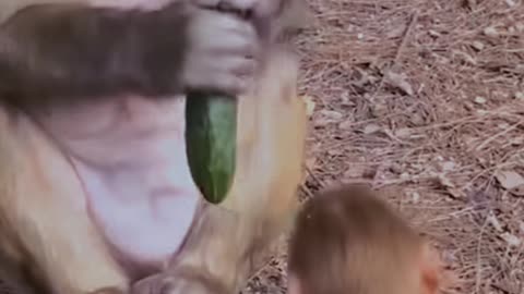 A monkey's child is forcibly snatching a cucumber from its mother