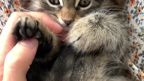 Mama Cat Takes Back Crying Kitten From Toddler