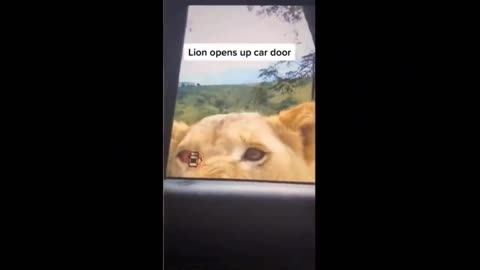 Lion car door opening meme🦁