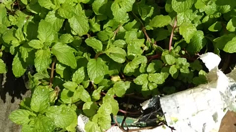 Mint at garden