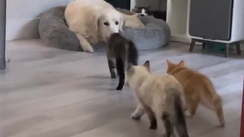 __Funniest_Cats_And_Dogs_Video_🐕‍🦺🐕____