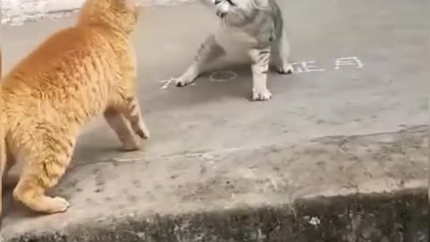 Cat fight 👑 😍 🐱💥🐱🎇