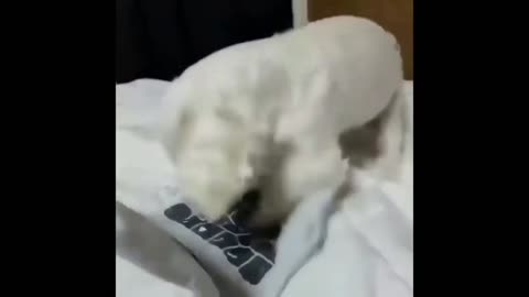Angry Dog funny video
