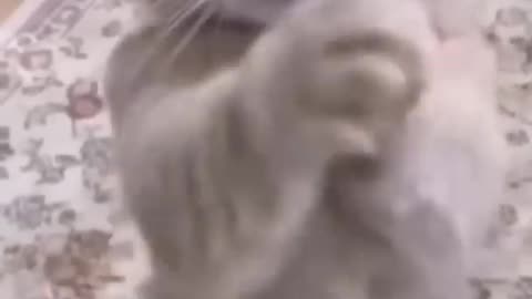 Funnies cat video Stomach started hurting while laughing.