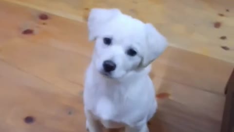 Puupy reaction on dog crying sound😋