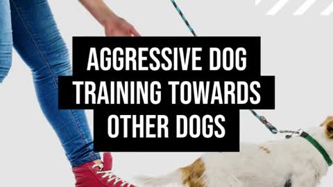 Aggressive Dogs