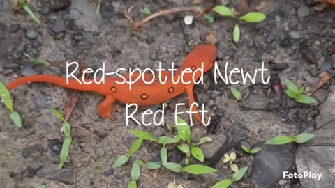 Red-spotted Newt WV