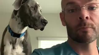 Great Dane Demands Attention from Working Dad
