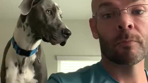 Great Dane Demands Attention from Working Dad